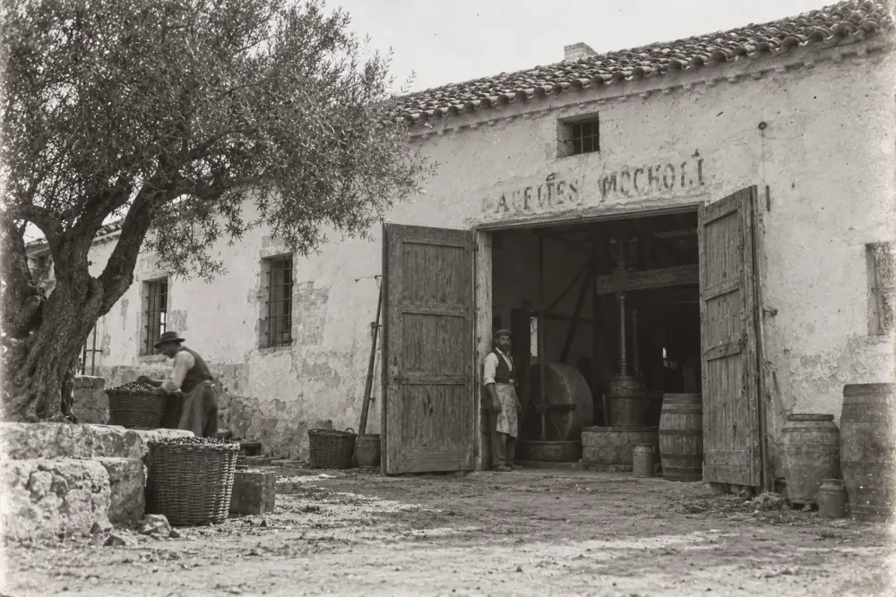 Origins of the Alamar family’s olive oil journey