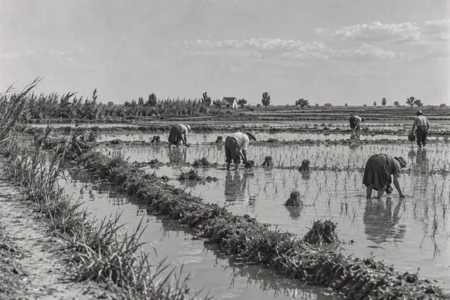 Expansion of the rice business