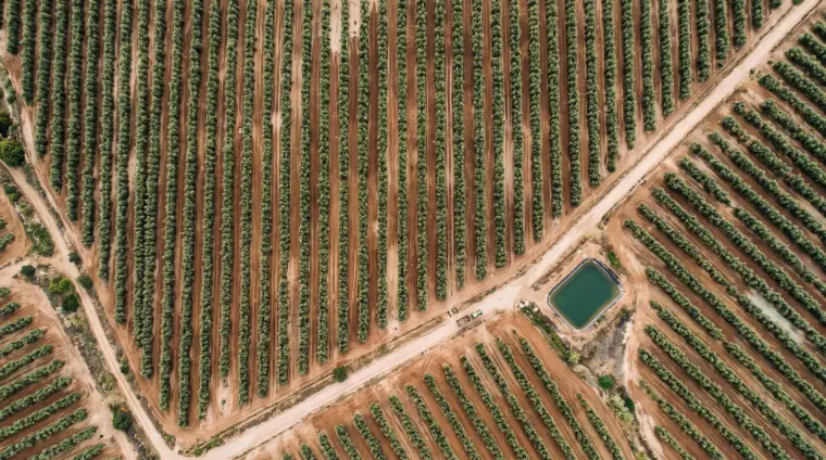 Vista aérea de olivares y campos de cultivo